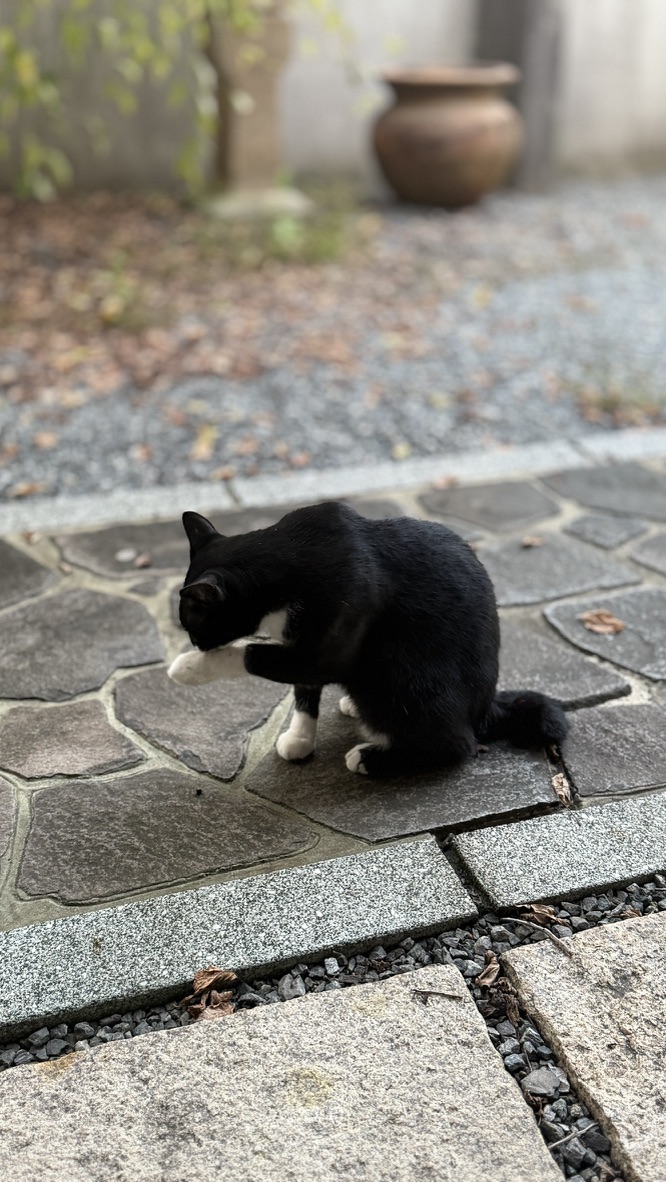 さくらの写真 6