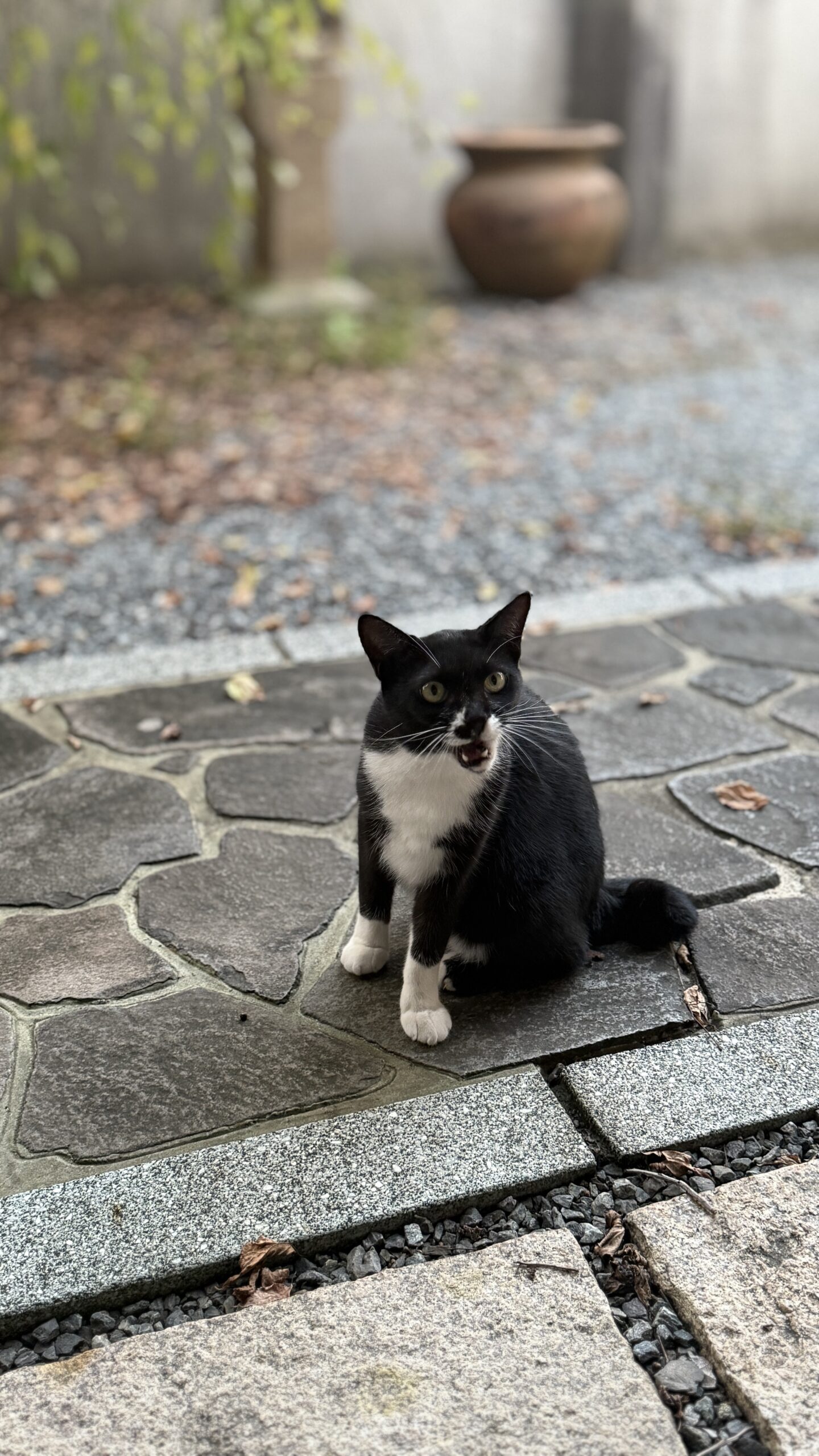 さくらの写真 2