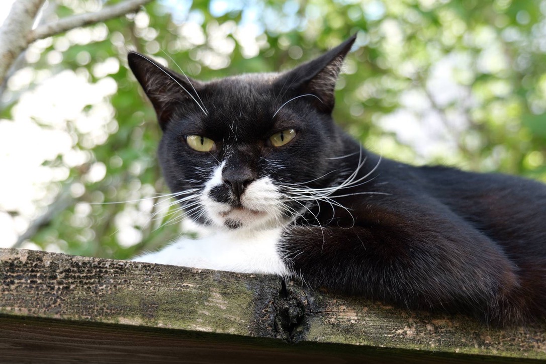 さくらの写真 3