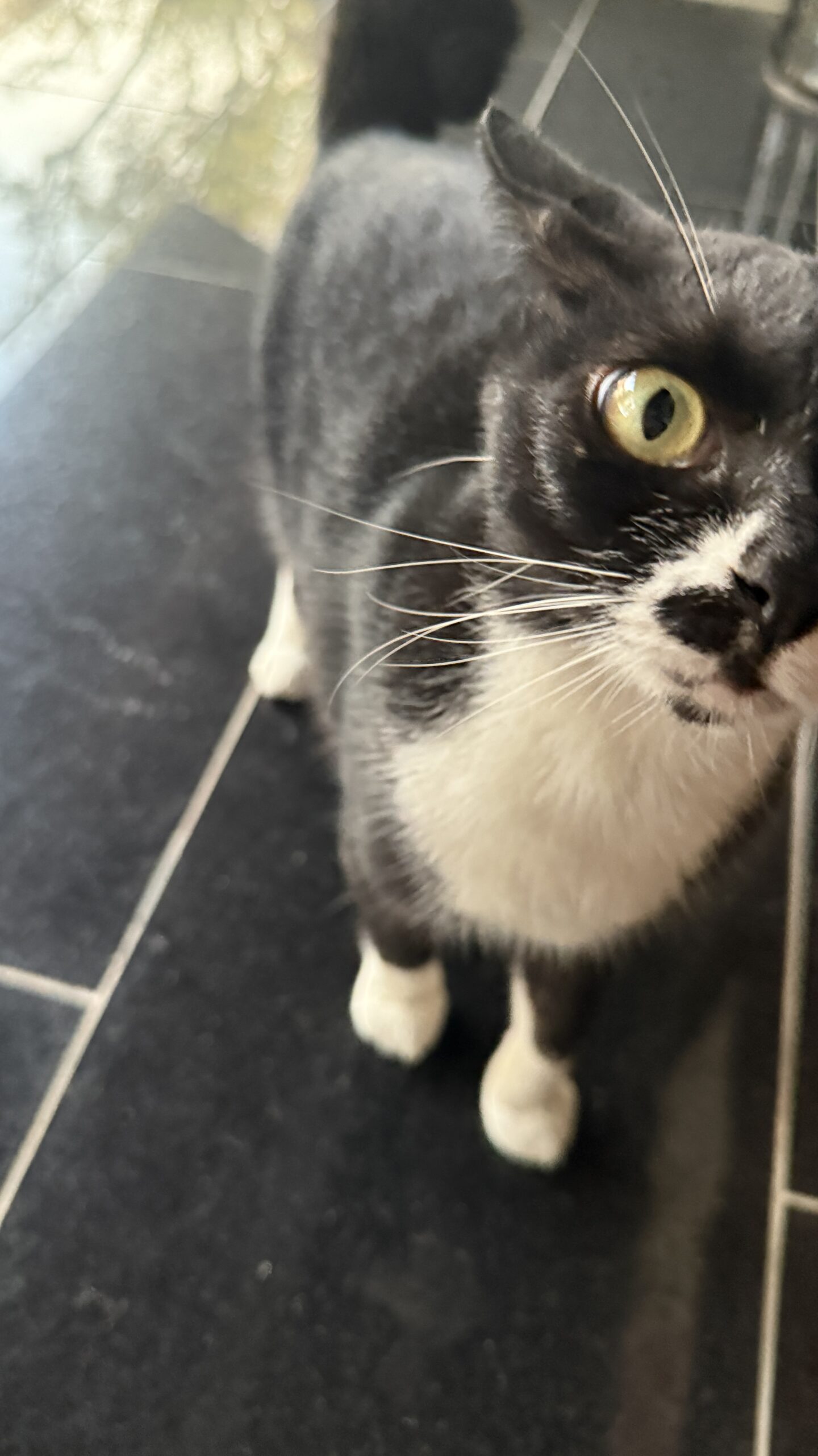 さくらの写真 4